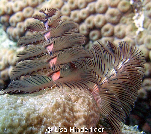 Christmas Tree worm looks as though it has fiber optic tips! by Lisa Hinderlider 